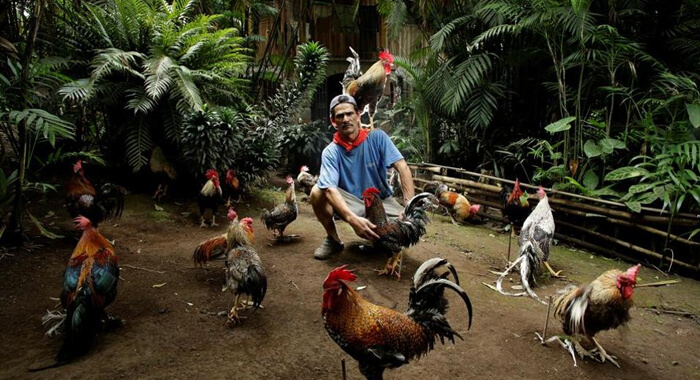 costa-rica-famous-rooster-paquito