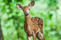 deer-caught-gnawing-human-bones