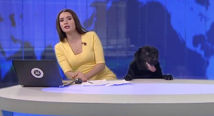 dog-interrupts-news-show