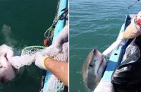 fearless-fisherman-plays-tug-war