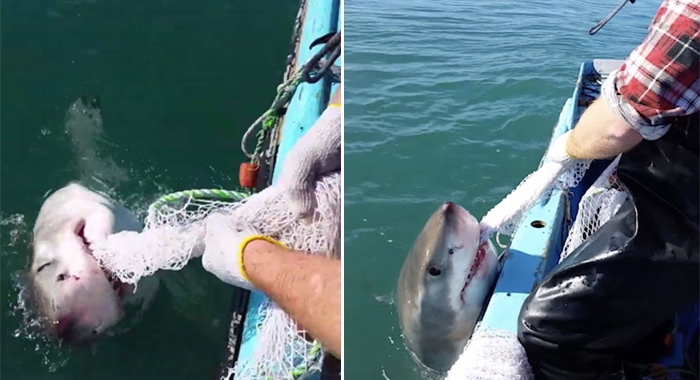fearless-fisherman-plays-tug-war