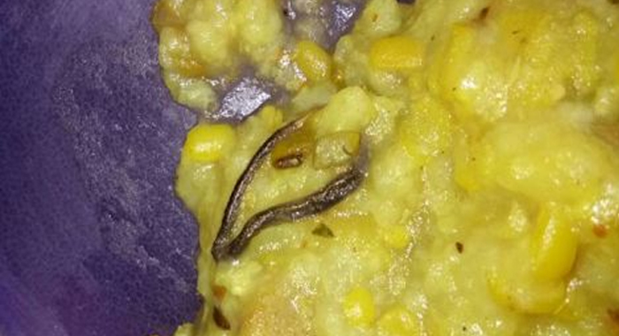 haryana-shocker-snake-found-in-mid-day-meal-at-govt-school