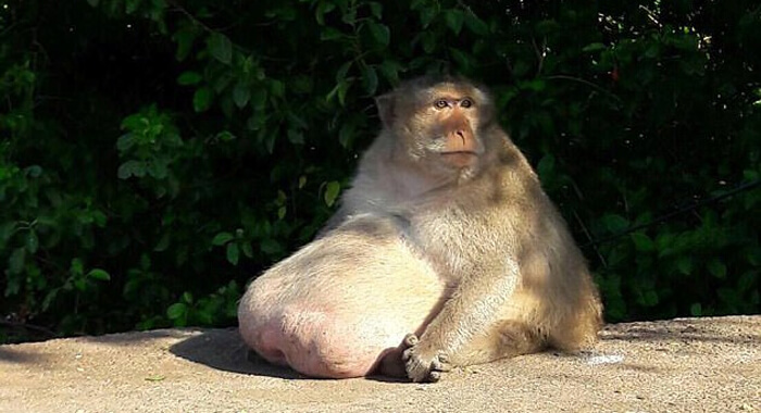 monkey-nicknamed-uncle-fatty