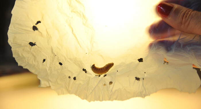 plastic-eating-caterpillars-biodegrade-polyethylene-bags