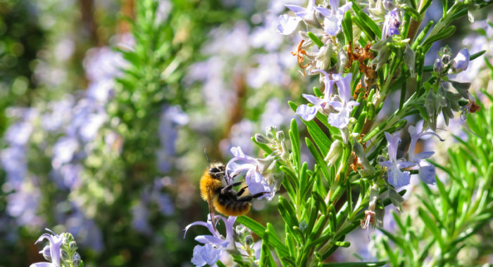 smelling-rosemary-increases-memory-power