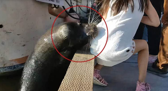 sea-lion-attacking-girl-video-goes-viral