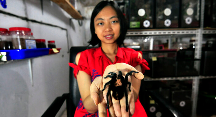 indonesian-woman-who-lives-with-1500-pet-spiders
