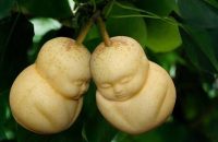chinese-company-grows-fruit-bizarre-shapes
