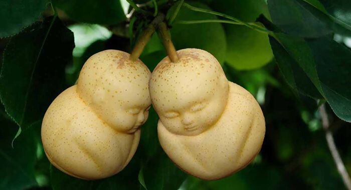 chinese-company-grows-fruit-bizarre-shapes