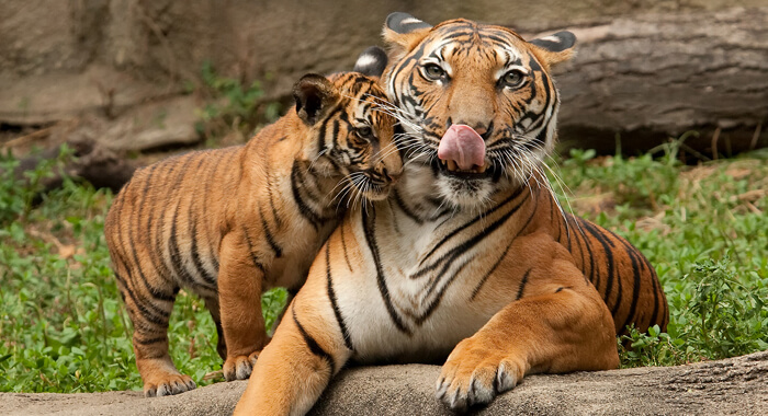 animal-poaching-wildlife-trade-of-tiger
