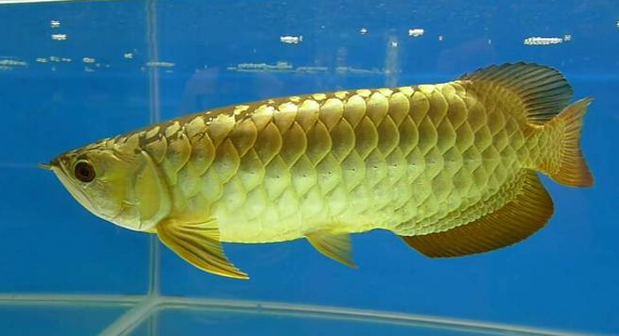 arowana-fish-for-financial-prosperity