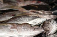 deadly-chemicals-used-to-keep-fish-fresh