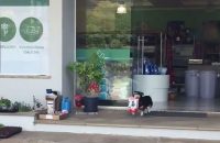 dog-buys-food-himself-pituco-brazil