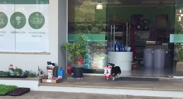 dog-buys-food-himself-pituco-brazil