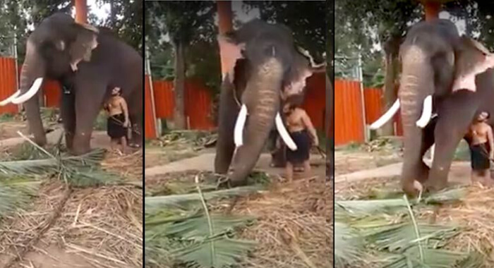 elephant-kisses-his-trainer