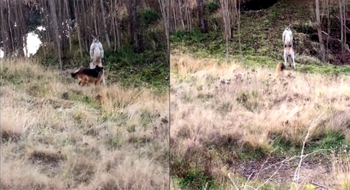german-shepherd-and-kangaroo-fight-aus