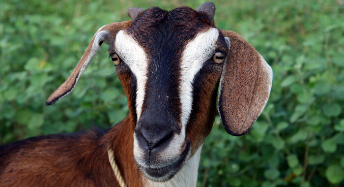 hungry-goat-chews-up-owners-rs-66000