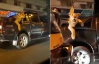 my-lion-was-sick-says-man-filmed-taking-big-cat-out-for-a-drive