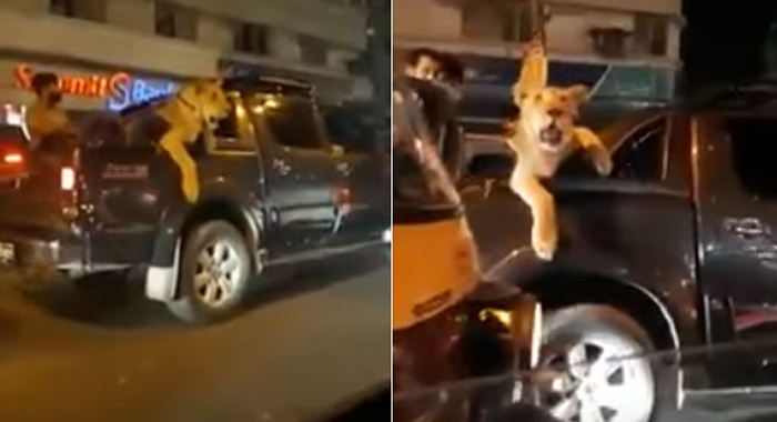 my-lion-was-sick-says-man-filmed-taking-big-cat-out-for-a-drive