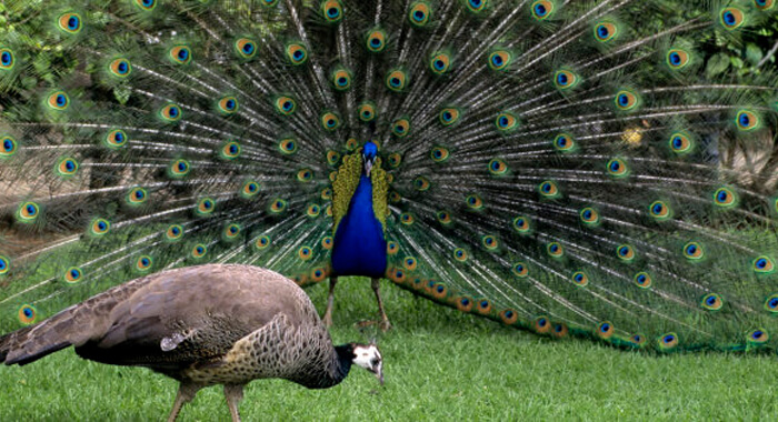 peacock-sex-breaking-internet