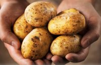 potatoes-had-black-areas