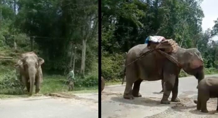 video-of-an-elephant-struggling-to-drag-a-huge-log-in-assam