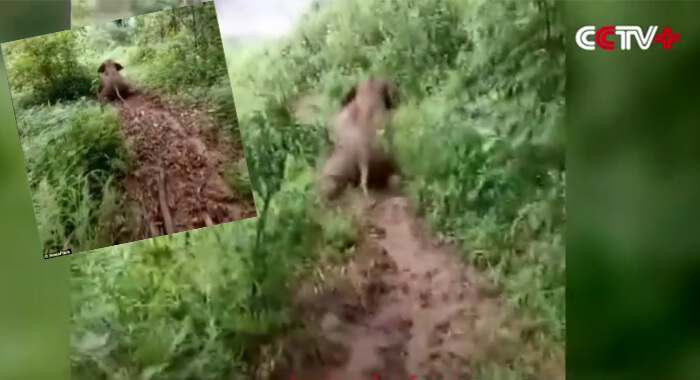 baby-elephant-playfully-sliding-down-muddy-hill-video-viral
