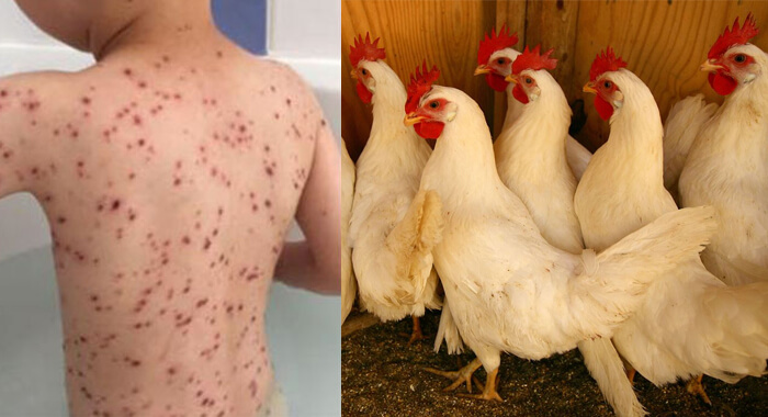 chicken-virus-infection-roomers