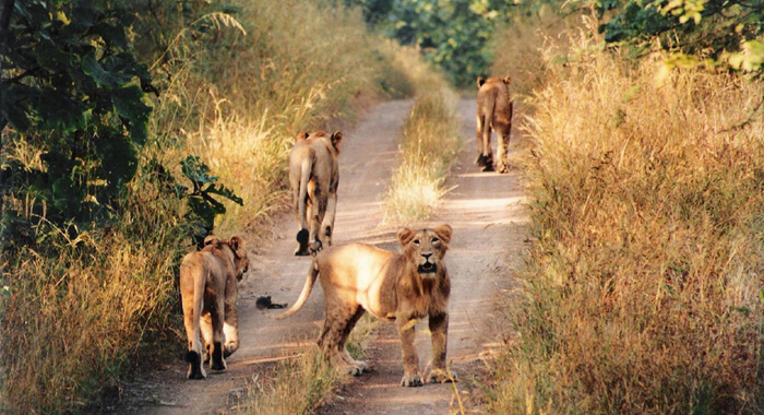 in-gujarat-woman-delivers-in-ambulance-surrounded-by-12-lions
