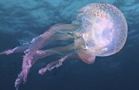 jellyfish-invasion-stirs-debate-over-egypts-suez-canal