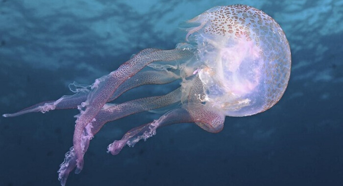 jellyfish-invasion-stirs-debate-over-egypts-suez-canal