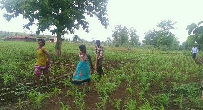 madhya-pradesh-farmer-sehore-daughter-plough-field