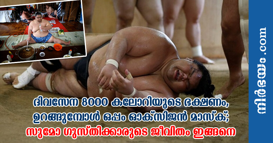 shocking-life-of-sumo-wrestlers