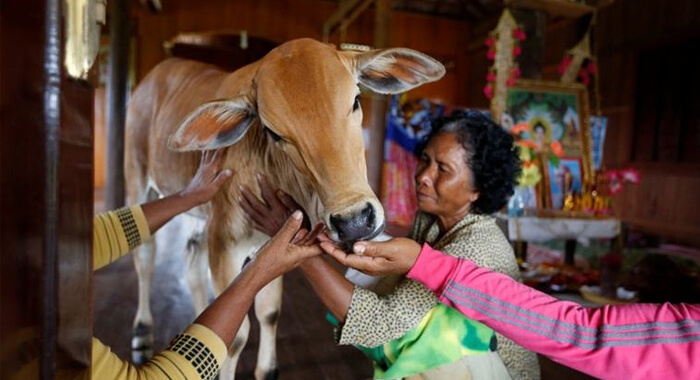 woman-marries-calf-convinced-it-is-he-reincarnated-husband