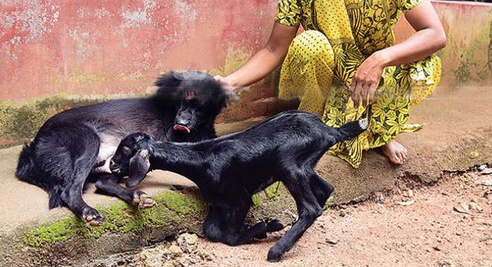 a-different-mother-baby-bond