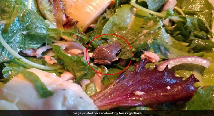 woman-finds-live-frog-in-packaged-salad-keeps-it-as-pet