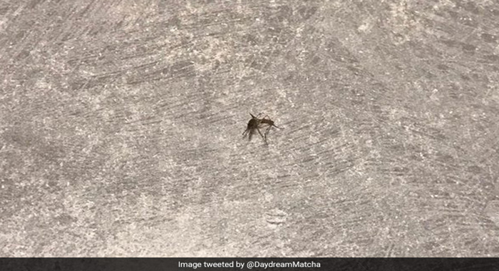 japanese-man-banned-from-twitter-over-killing-mosquito