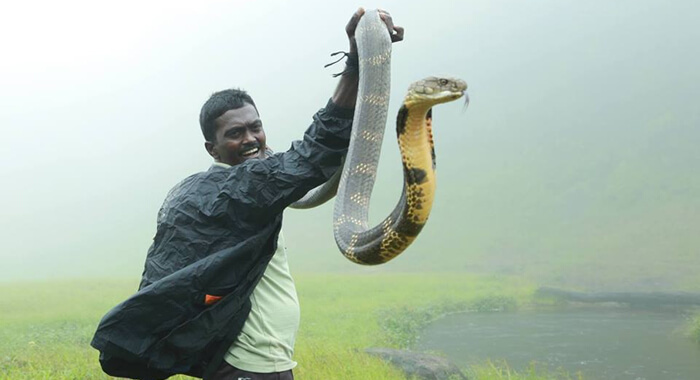 vava-suresh-about-snake-smell