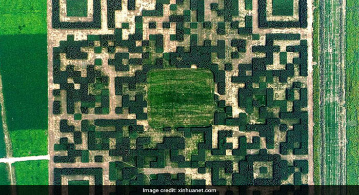 giant-qr-code-of-over-one-lakh-trees-built-in-this-village