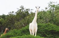 white-giraffes-spotted-in-kenya-will-leave-you-amazed