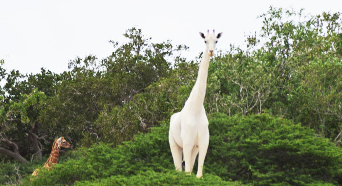 white-giraffes-spotted-in-kenya-will-leave-you-amazed