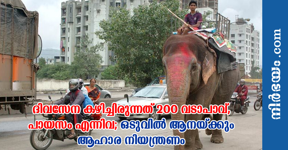 elephant-fed-on-200-vada-pavs-daily-sheds-700-kg-after-rescue