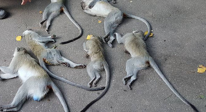 monkeys-killed-heart-attack-by-tiger-sound