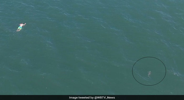 umped-into-ocean-to-escape-cops-only-to-be-chased-by-a-shark