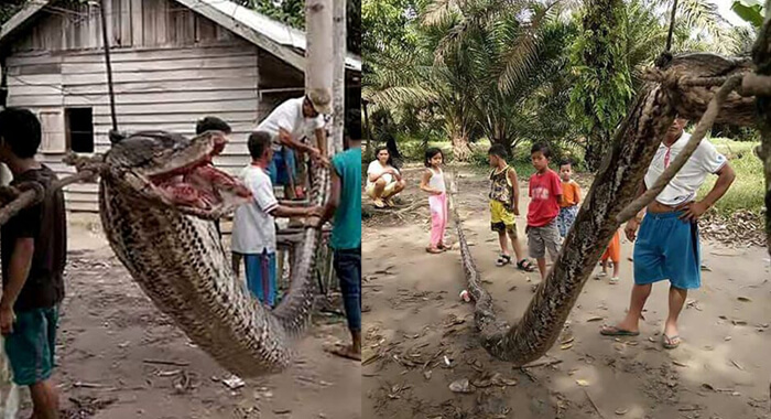 indonesians-eat-huge-snake-after-man-defeats-reptile