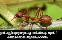 weaver-ant-to-sell