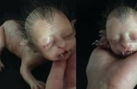 cat-like-creature-with-human-face-has-been-found