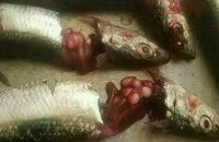 fear-spreading-sardine-found-with-unknown-disease