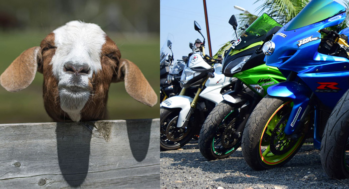 goat-free-with-new-bike-in-tamilnadu