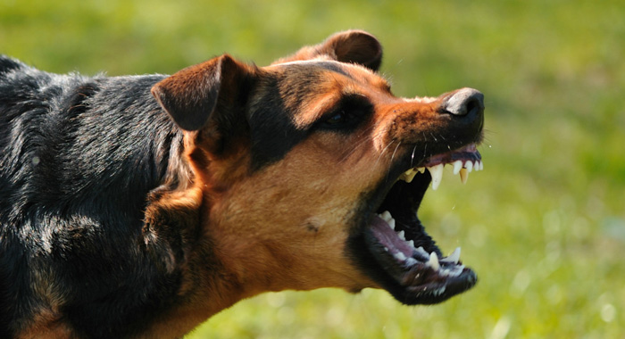 dog-bite-precautions